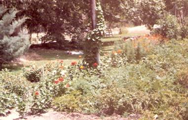 Flowers and herbs at my garden's edge.