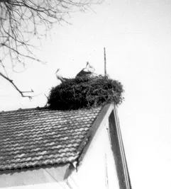 Ostfront Mai 1944, Leipzig- Bessarabien